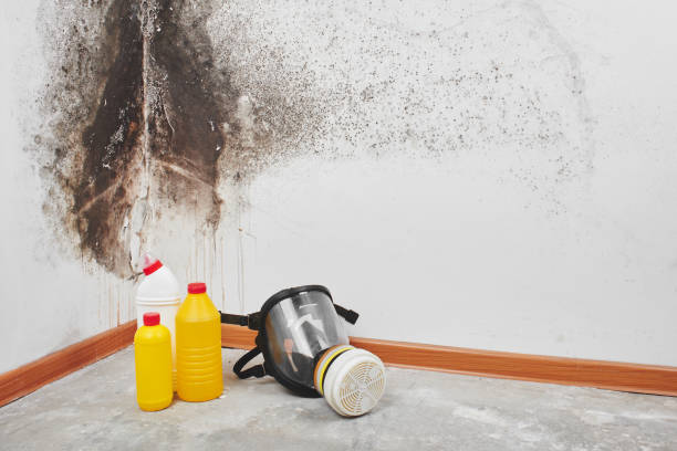 Best Kitchen Mold Remediation in Somerset, NJ