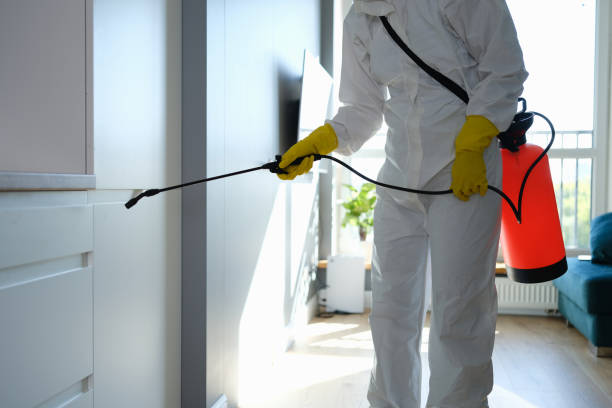 Best DIY Mold Remediation Support Services in Somerset, NJ