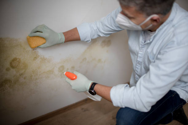 Best Post-Flood Mold Remediation in Somerset, NJ