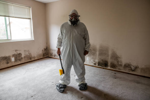 Best DIY Mold Remediation Support Services in Somerset, NJ