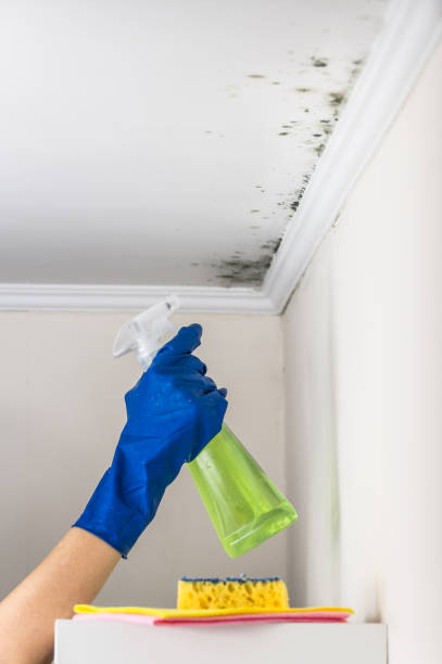 Best Emergency Mold Remediation in Somerset, NJ